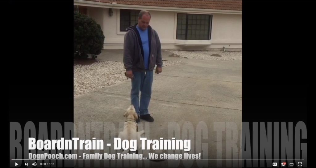 BoardnTrain – Dog Training