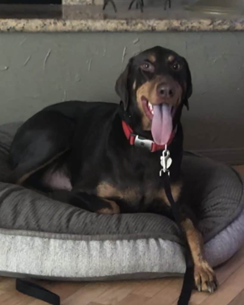 Zeus the Aggressive Doberman