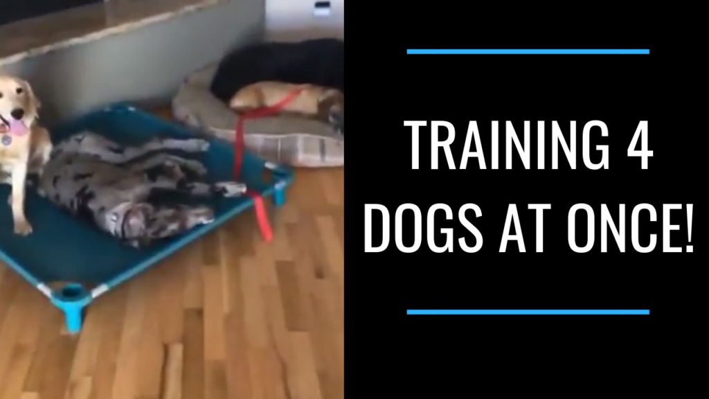 Train all your dogs!