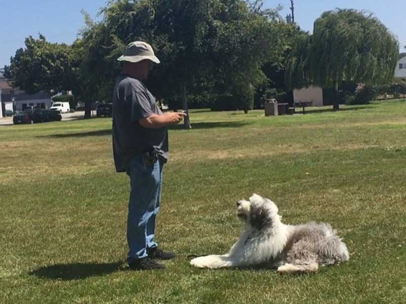 Choosing the Right Dog Trainer in Orcutt: A Guide for Pet Owners