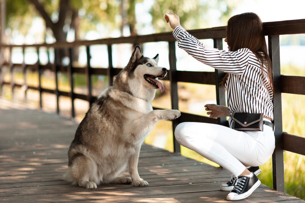 Know How Often Should You Train Your Dog