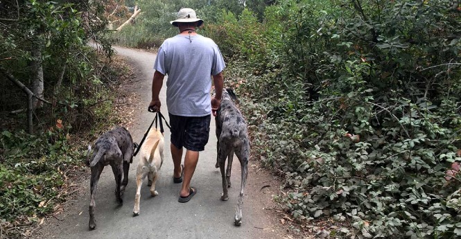 Dog walking during pull leashing training1