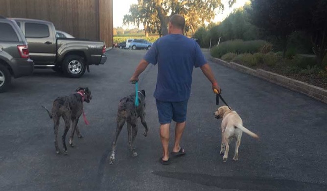 Dog walking during pull leashing training