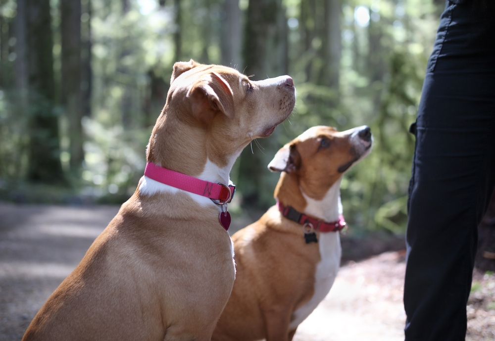 Tips for Preparing Your Pet for E-Collar Dog Training