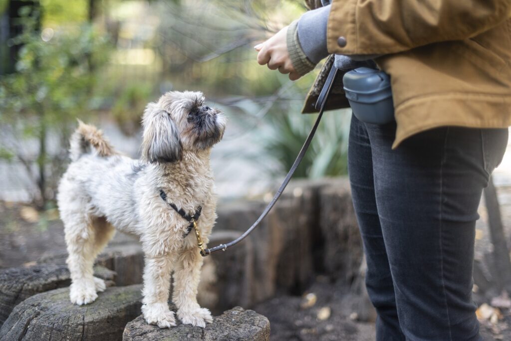 Useful Tips to Find the Right Dog Trainer in Lompoc.