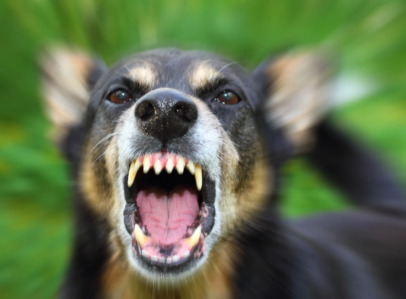 Common Signs When Your Pet Needs Dog Aggression Training