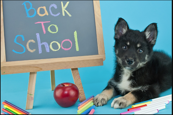 Frequently Asked Questions about Puppy training school