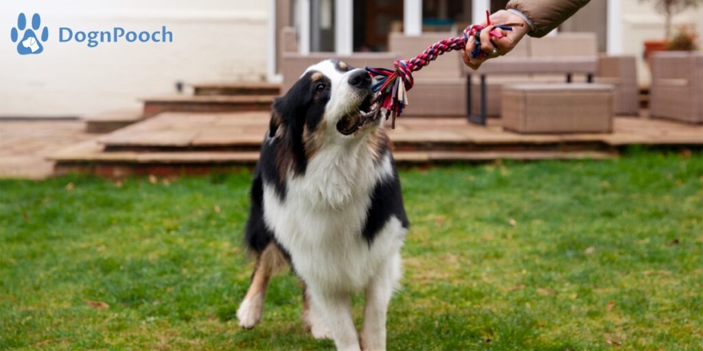 How to Use an E Collar for Off Leash Dog Training?