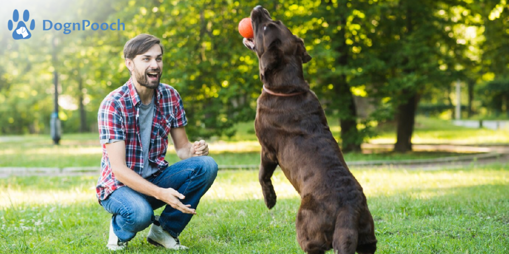 What’s the Best Way to Train My Dog to Love Their Crate?