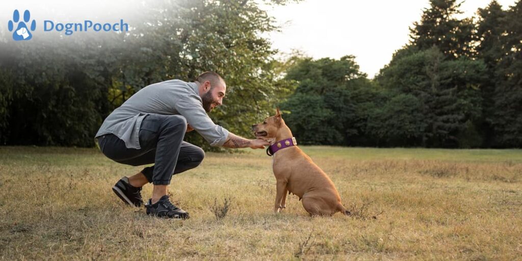 Why Choose the Best Dog Training in Santa Maria?