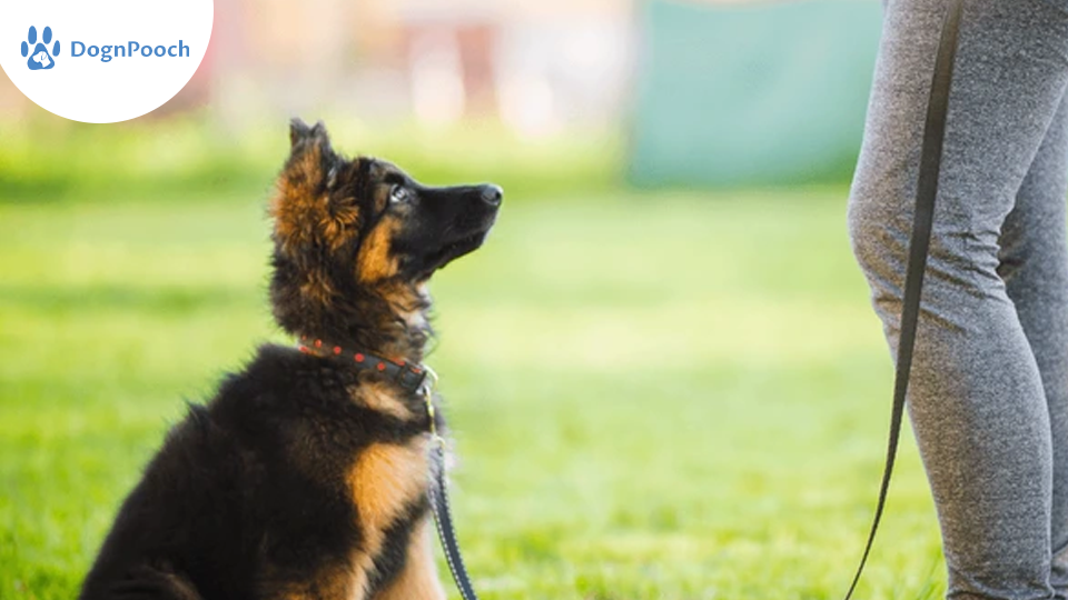 5 Things to Consider When Choosing Puppy Training Classes in Santa Maria & Pismo Beach