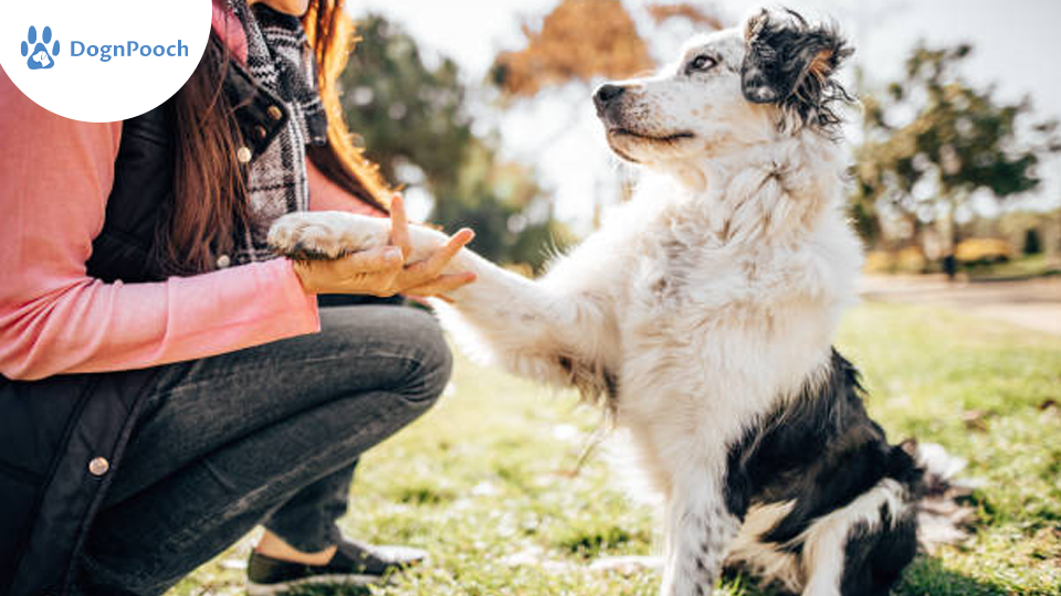 Dog Board and Train Program in San Luis Obispo: Everything You Need to Know