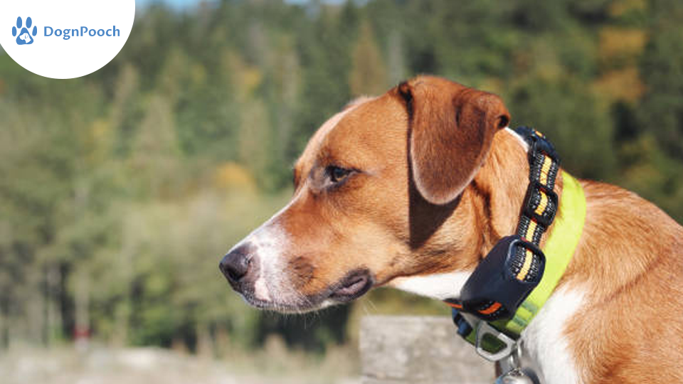 Off Leash E Collar and Obedience Training: 6 Common Challenges and Solutions