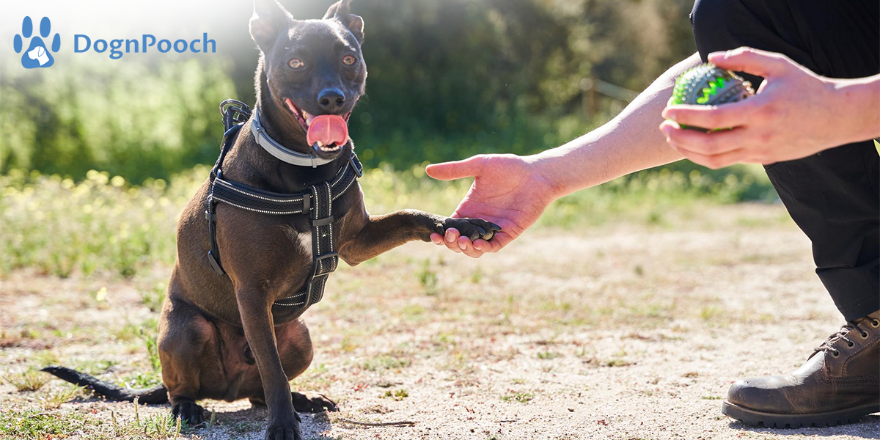 Best Dog Leash Training and Obedience Techniques for a Happier Dog