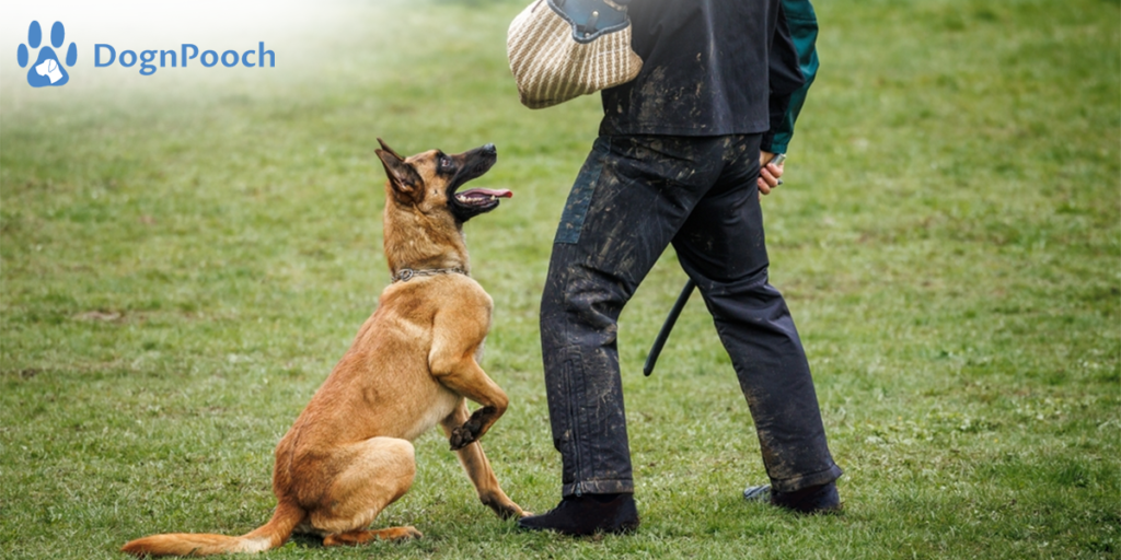 The Benefits of Board and Train Dog Training with Hand Commands