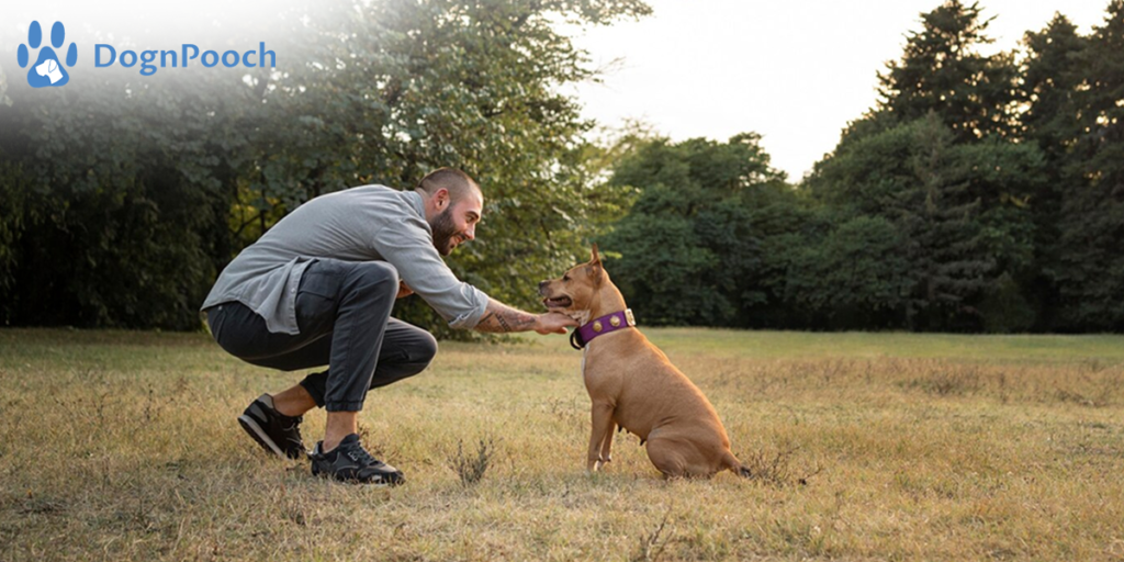 How to Train Your Dog for Off Leash Freedom?